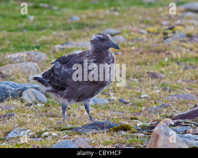 Braune subantarktischen Skua (Stercoraius Antarcticus Lonnbergi), St. Andrews Bay, Süd-Georgien Stockfoto