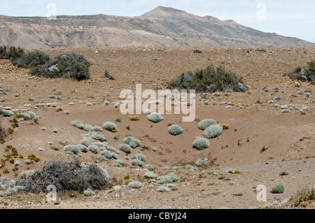 Der Zwerg und Kissen Sträucher sind das Merkmal der Steppe ökologische Region Santa Cruz Provinz Patagonien Argentinien Stockfoto