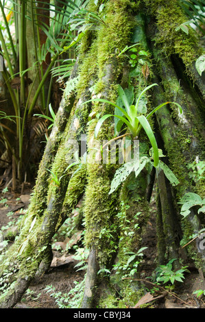 Baum mit Luftwurzeln Wilson botanischen Garten San Vito Costa Rica Stockfoto