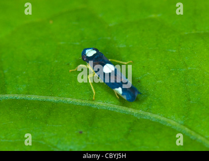 Leafhopper, San Vito, Costa Rica, Provinz Puntarenas Stockfoto