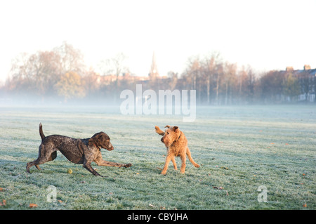 Ein deutscher Kurzhaar-Pointer spielt mit einem Irish Terrier Stockfoto