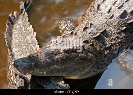 Amerikanisches Krokodil Crocodylus Acutus, Zihuatanejo Mexiko Stockfoto