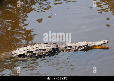 Amerikanisches Krokodil Crocodylus Acutus, Zihuatanejo Mexiko Stockfoto