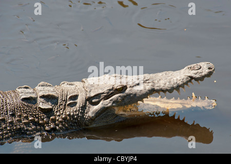 Amerikanisches Krokodil Crocodylus Acutus, Zihuatanejo Mexiko Stockfoto