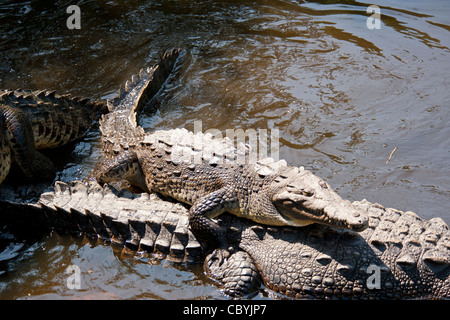 Amerikanisches Krokodil Crocodylus Acutus, Zihuatanejo Mexiko Stockfoto