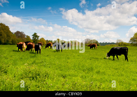 Mariners Hügel, Westerham, Kent, England, UK, Europa Stockfoto