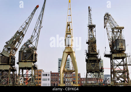 Kraniche am Kai auf der Schelde, Antwerpen, Belgien Stockfoto