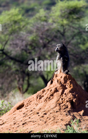Chacma Pavian - Okonjima Nature Reserve - in der Nähe von Otjiwarongo, Namibia, Afrika Stockfoto