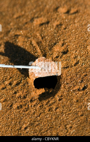 Tanz der weißen Dame Spider Burrow - Wolwedans - NamibRand Nature Reserve - Hardap Region, Namibia, Afrika Stockfoto