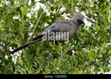 Graue Go-away-Bird - Mushara Outpost - in der Nähe von Etosha Nationalpark, Namibia, Afrika Stockfoto