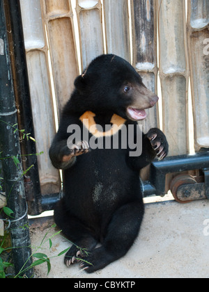 Eine niedliche, malayischen Sonne Bärenjunges im Freien die Bären eine Wildlife Rescue Center in Phnom Tamao, Kambodscha. Stockfoto