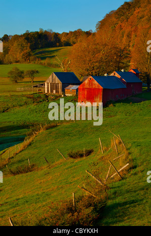 Farben des Herbstes in Jenne Bauernhof in Reading, Vermont. Stockfoto