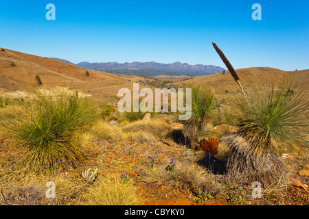 Blick vom Aussichtsturm auf die heysen Hucks Reihe und Wilpena Pound im Flinders Ranges National Park im Outback South Australia, Australien Stockfoto