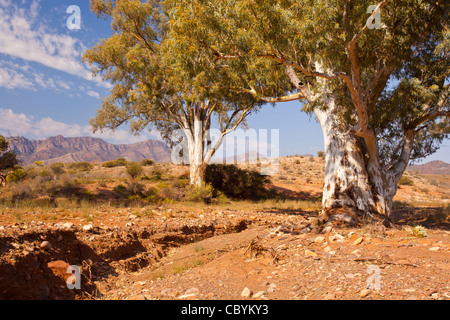 Old river red gum (eucalyptus camaldulensis) Bäume in trockenen moralana Creek auf der malerischen moralana Drive in die Flinders Ranges, Outback South Australia Stockfoto