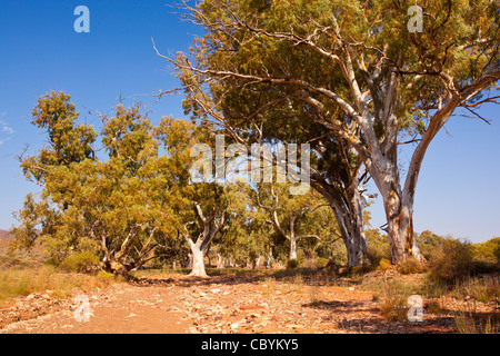 Old river red gum (eucalyptus camaldulensis) Bäume in trockenen moralana Creek auf der malerischen moralana Drive in die Flinders Ranges, Outback South Australia Stockfoto