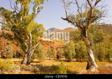 Knorrige alte River Red Gum Bäume in der Nähe von ikara Bunyeroo Schlucht in den Flinders Ranges National Park im Outback South Australia, Australien Stockfoto