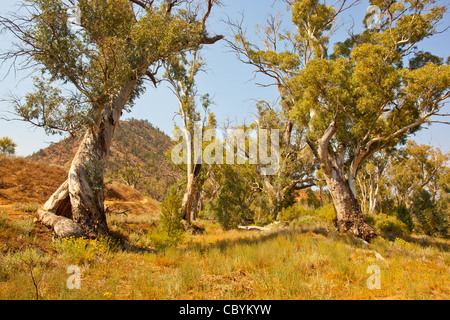 Knorrige alte River Red Gum Bäume in der Nähe von ikara Bunyeroo Schlucht in den Flinders Ranges National Park im Outback South Australia, Australien Stockfoto