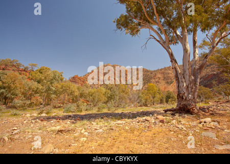 Robuste Brachina Gorge in Ikara Flinders Ranges National Park im Outback South Australia, Australien Stockfoto