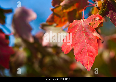 Herbstfarben in Cassiobury park Stockfoto