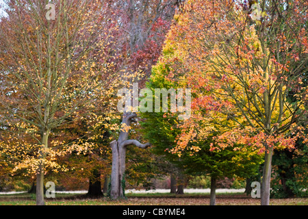 Herbstfarben in Cassiobury park Stockfoto