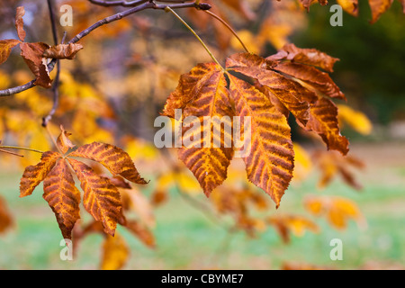 Herbstfarben in Cassiobury park Stockfoto