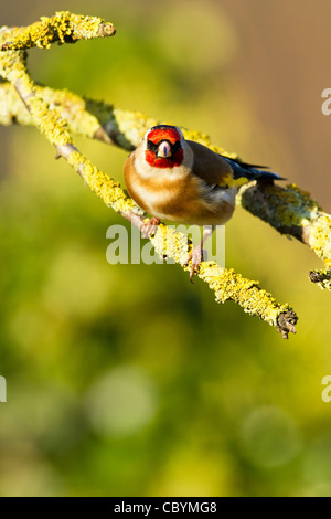 Stieglitz Zuchtjahr Caduelis (Fringillidae) Altvogel Stockfoto