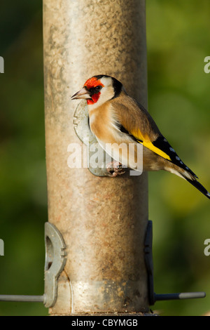 Stieglitz Zuchtjahr Caduelis (Fringillidae) Altvogel Stockfoto