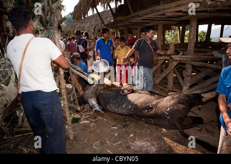 Indien, Arunachal Pradesh, entlang Kombo Dorf, Hurin Erntefest, rituell geopfert mithun Stockfoto