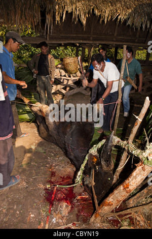 Indien, Arunachal Pradesh, entlang, Kombo-Dorf, Hurin Erntefest, rituell geopfert Mithun mit Hals Schlitz Stockfoto