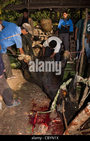 Indien, Arunachal Pradesh, entlang, Kombo-Dorf, Hurin Erntefest, rituell geopfert Mithun mit Hals Schlitz Stockfoto