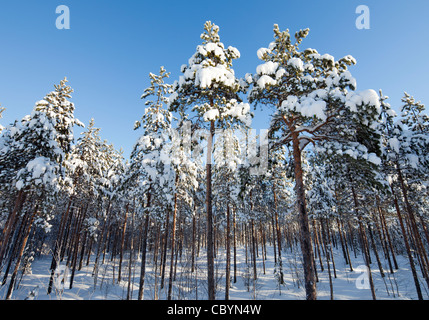 Junge Kiefer ( pinus sylvestris ) Setzlinge im Taiga Wald im Winter , wächst auf einem Moor , Finnland Stockfoto