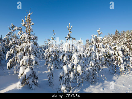 Junge Kiefer ( pinus sylvestris ) Setzlinge im Taiga Wald im Winter , Finnland Stockfoto