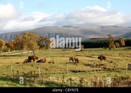 Highland Wildlife Park in Kincraig, in der Nähe von Aviemore in den Highlands von Schottland Stockfoto