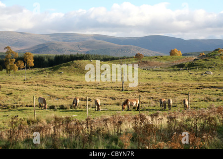 Highland Wildlife Park in Kincraig, in der Nähe von Aviemore in den Highlands von Schottland Stockfoto