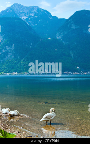 Schönen Sommer Alpine See Hallstätter See Blick und Schwäne am Ufer (Österreich) Stockfoto