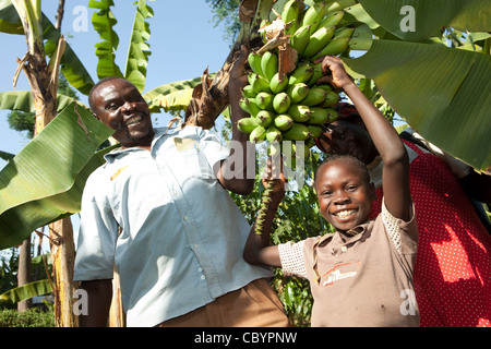 Ein Mann und sein Sohn Ernte Bananen in Buwanyanga Dorf - Sironko, östlichen Uganda, Ostafrika. Stockfoto