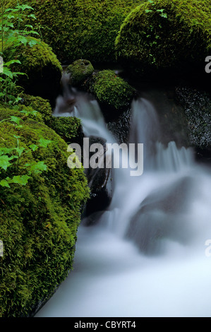 Columbia River Gorge Einweihungsfestes Creek in Eagle Creek Park mit bemoosten Felsen und Farne im Wald Oregon State USA einstellen Stockfoto