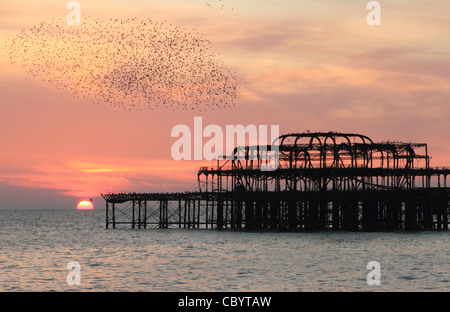 Eine Herde von Stare fliegen herum der West Pier von Brighton, Sussex bei Sonnenuntergang im November Stockfoto