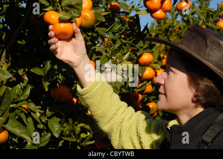 Frau Kommissionierung Mandarin-Orangen vom Baum, Pedreguer, Alicante Provinz, Comunidad Valencia, Spanien Stockfoto