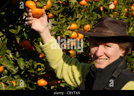 Frau Kommissionierung Mandarin-Orangen vom Baum, Pedreguer, Alicante Provinz, Comunidad Valencia, Spanien Stockfoto