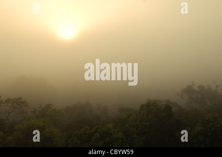 Der Nebel steigt in der Morgendämmerung in den Dschungel, wie von der Spitze der Tempel IV in Tikal Maya-Ruinen im Norden Guatemalas, jetzt eingeschlossen im Tikal National Park zu sehen. Stockfoto