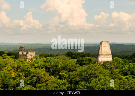 Ansicht von Maya-Ruinen von Tikal, die Dschungel-Haube und den Horizont, von der Spitze der Tempel IV, der höchste mehrere Pyramiden am Standort. Von links nach rechts sieht man die Spitzen der Tempel 1 (Tempel des großen Jaguar), Tempel (Tempel der Masken) 2 und Tempel (Tempel des Priesters Jaguar) 3. Von diesem Aussichtspunkt kann man sehen und hören, Brüllaffen, Klammeraffen und viele Vögel, die durch die Baumkronen bewegen. Stockfoto