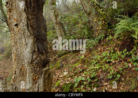 Kork-Eiche (Quercus Suber) Stockfoto