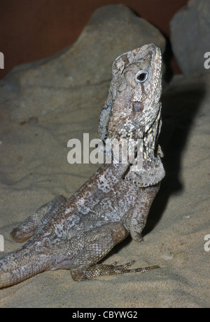 Gewundene Eidechse Chlamydosaurus Kingii Agamidae, Australien; Papua-Neu-Guinea Stockfoto
