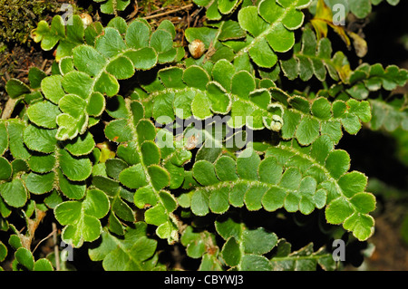Rustyback Farn (Ceterach Officinarum) Stockfoto