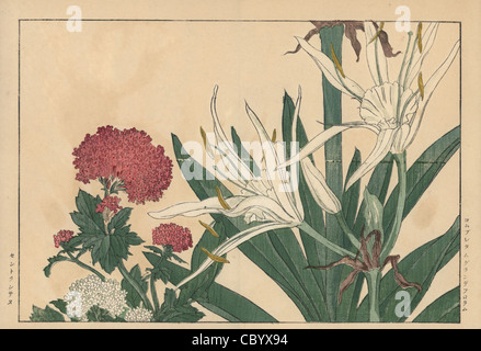 Crinum Grandiflorum und roten Baldrian, Centranthus Ruber. Stockfoto