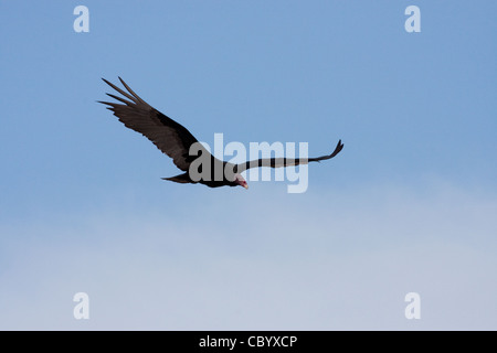 Türkei Geier, Cathartes Aura Falklandica, im Flug auf den Falkland-Inseln Stockfoto