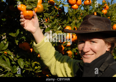 Frau Kommissionierung Mandarin-Orangen vom Baum, Pedreguer, Alicante Provinz, Comunidad Valencia, Spanien Stockfoto