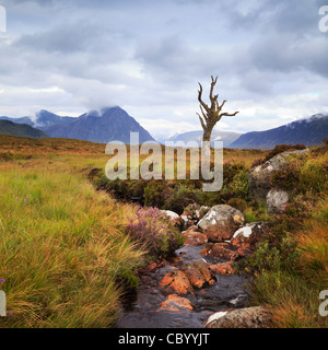 Bekannte Fotografen, steht dieser einsame tote Baum an einem Bach auf Rannoch Moor. Stockfoto