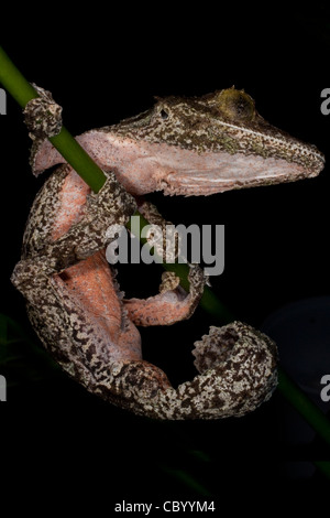 Moosigen Blatt-Tailed Gecko (Uroplatus Sikorae) Stockfoto